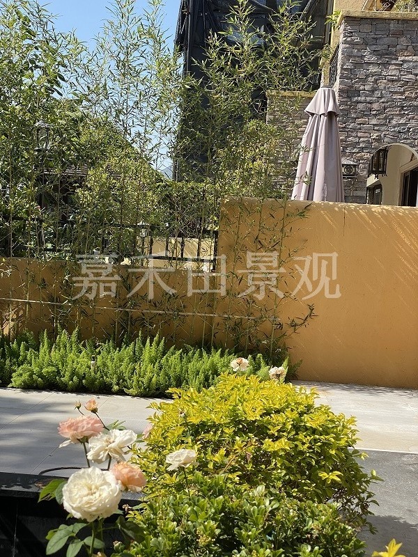 在設計別墅花園時如何養好菊花？